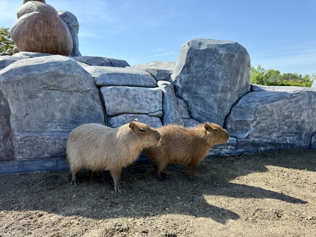 Bella állatpark, capybarák, állatsimogató