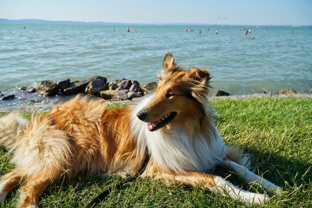 Kutyás strand a Balatonnál